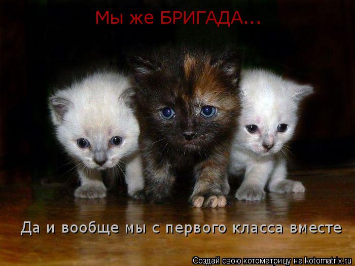 Мы же БРИГАДА... Да и вообще мы с первого класса вместе... Котоматрица: Мы же БРИГАДА... Да и вообще мы с первого класса вместе