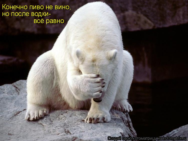 Конечно пиво не вино, но после водки- всё равно... Котоматрица: Конечно пиво не вино, но после водки- всё равно