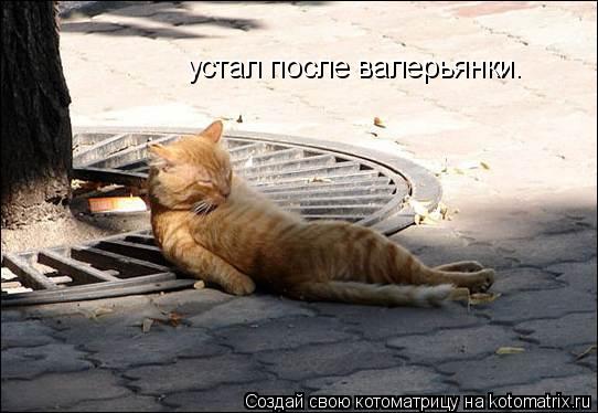 устал после валерьянки.... Котоматрица: устал после валерьянки.