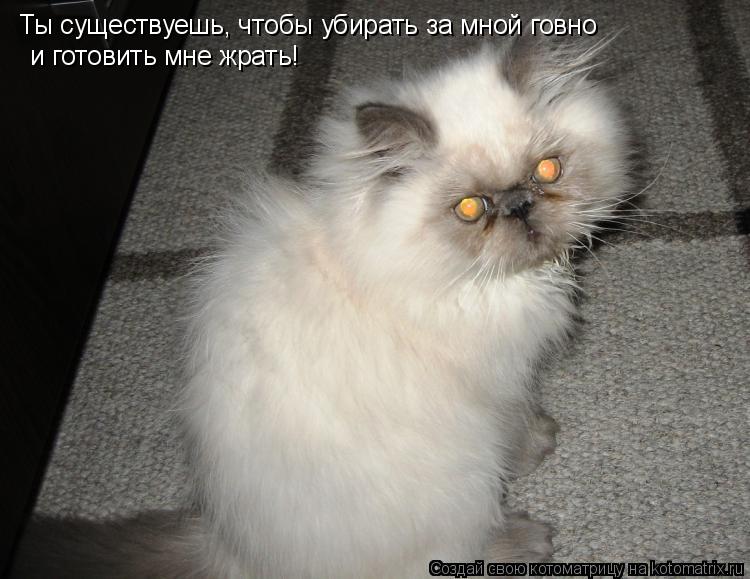 Ты существуешь, чтобы убирать за мной говно и готовить мне жрать!... Котоматрица: Ты существуешь, чтобы убирать за мной говно и готовить мне жрать!