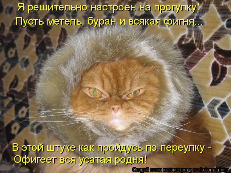 Котоматрица: Я решительно настроен на прогулку!  Пусть метель, буран и всякая фигня... В этой штуке как пройдусь по переулку - Офигеет вся усатая родня!