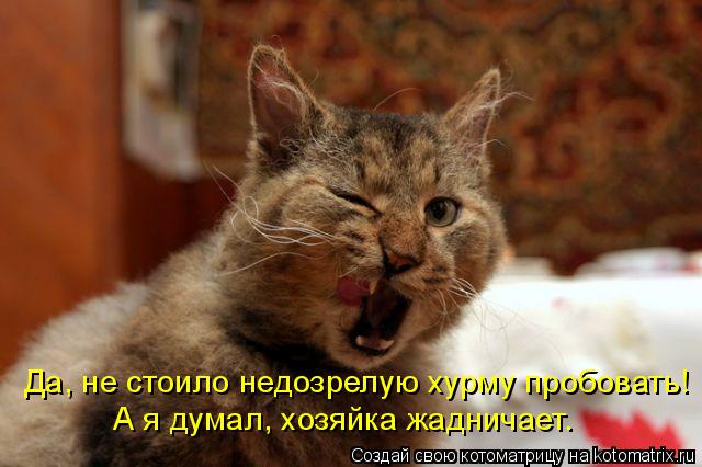 Да, не стоило недозрелую хурму пробовать! А я думал, хозяйка жадничает.... Котоматрица: Да, не стоило недозрелую хурму пробовать! А я думал, хозяйка жадничает.