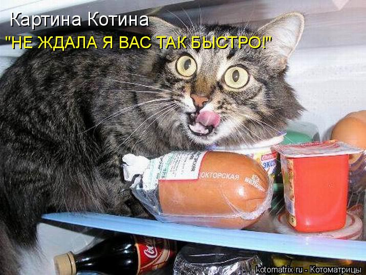 Котоматрица: "НЕ ЖДАЛА Я ВАС ТАК БЫСТРО!" Картина Котина