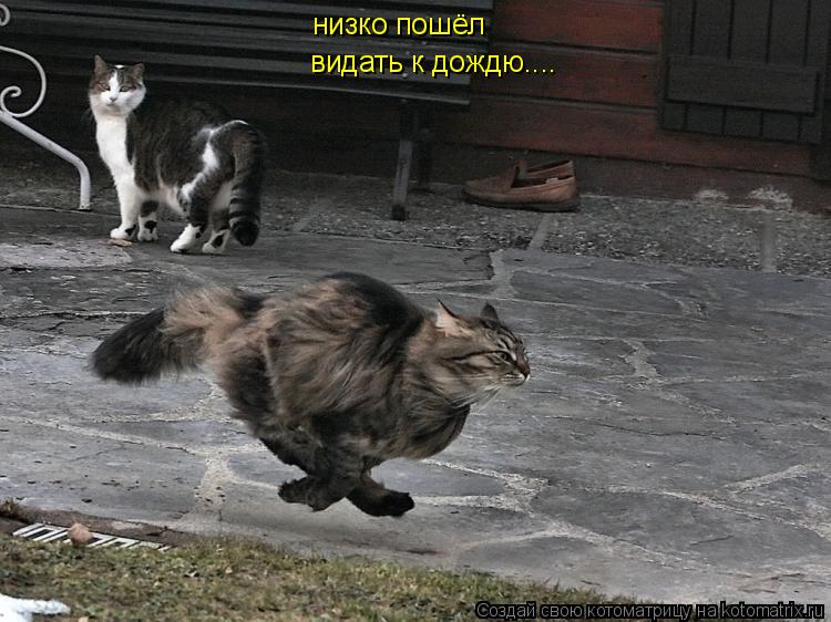 низко пошёл видать к дождю....... Котоматрица: низко пошёл видать к дождю....