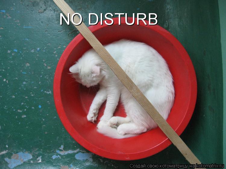 NO DISTURB... Котоматрица: NO DISTURB