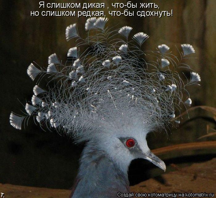 Я слишком дикая , что-бы жить, но слишком редкая, что-бы сдохнуть!... Котоматрица: Я слишком дикая , что-бы жить, но слишком редкая, что-бы сдохнуть!