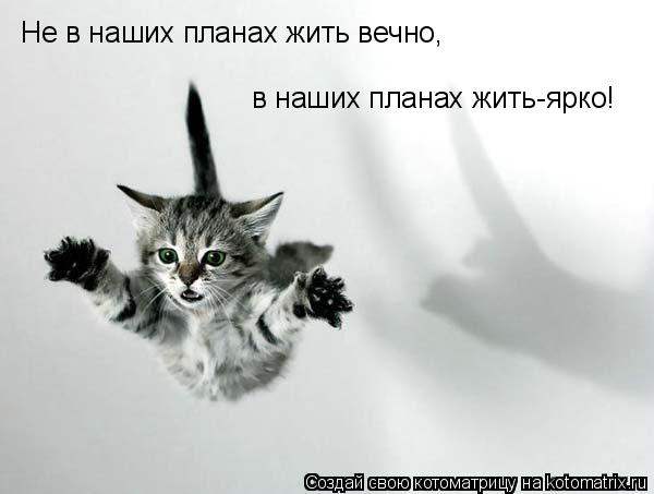 Не в наших планах жить вечно, в наших планах жить-ярко!... Котоматрица: Не в наших планах жить вечно, в наших планах жить-ярко!