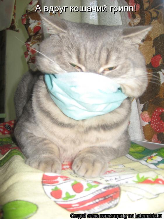 А вдруг кошачий грипп!... Котоматрица: А вдруг кошачий грипп!