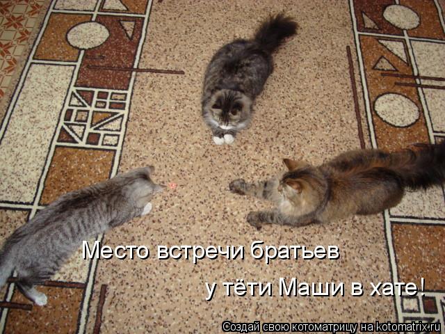 Место встречи братьев у тёти Маши в хате!... Котоматрица: Место встречи братьев у тёти Маши в хате!