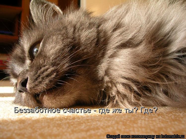 Беззаботное счастье - где же ты? Где?... Котоматрица: Беззаботное счастье - где же ты? Где?