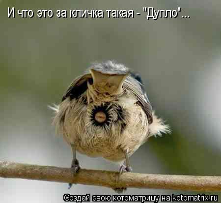 И что это за кличка такая - "Дупло"...... Котоматрица: И что это за кличка такая - "Дупло"...