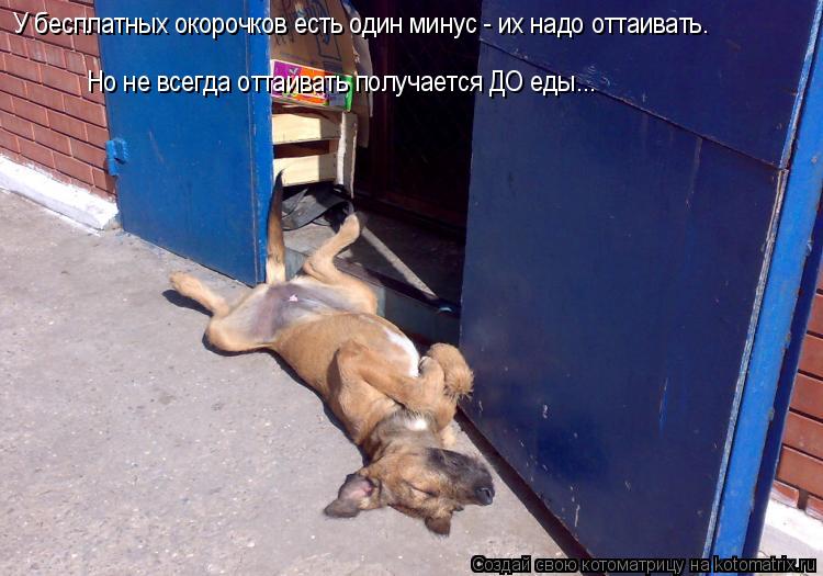 У бесплатных окорочков есть один минус - их надо оттаивать. Но не всегда оттаивать получается ДО еды.... Котоматрица: У бесплатных окорочков есть один минус - их надо оттаивать. Но не всегда оттаивать получается ДО еды...