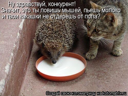 Ну здравствуй, конкурент! Значит, это ты ловишь мышей, пьешь молоко и твои какашки не отдерешь от пол... Котоматрица: Ну здравствуй, конкурент! Значит, это ты ловишь мышей, пьешь молоко и твои какашки не отдерешь от пола?