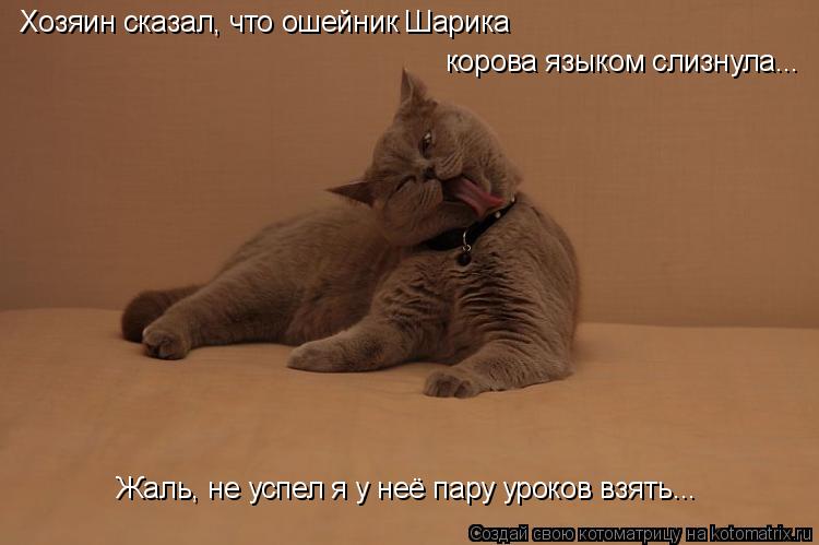 Хозяин сказал, что ошейник Шарика корова языком слизнула... Жаль, не успел я у неё пару уроков взять... Котоматрица: Хозяин сказал, что ошейник Шарика корова языком слизнула... Жаль, не успел я у неё пару уроков взять...