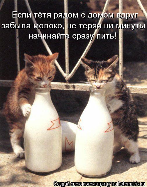 Если тётя рядом с домом вдруг забыла молоко, не теряя ни минуты начинайте сразу пить!... Котоматрица: Если тётя рядом с домом вдруг забыла молоко, не теряя ни минуты начинайте сразу пить!
