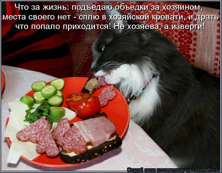 Что за жизнь: подъедаю объедки за хозяином, места своего нет - сплю в хозяйской кровати, и драть что ... Котоматрица: Что за жизнь: подъедаю объедки за хозяином, места своего нет - сплю в хозяйской кровати, и драть что попало приходится! Не хозяева, а изверги!
