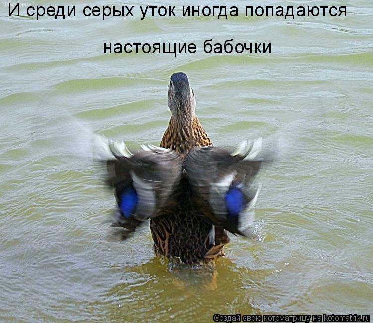 Котоматрица: И среди серых уток иногда попадаются настоящие бабочки
