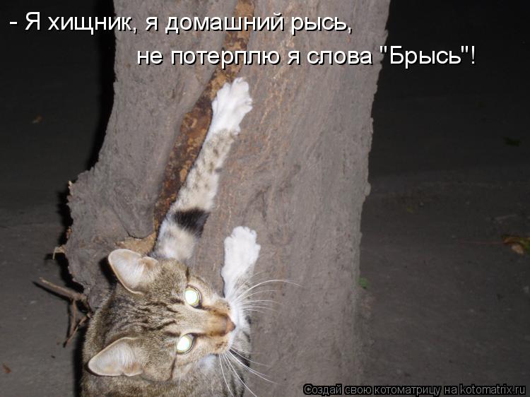 - Я хищник, я домашний рысь, не потерплю я слова "Брысь"!... Котоматрица: - Я хищник, я домашний рысь, не потерплю я слова "Брысь"!
