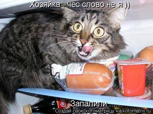 Хозяйка , чес слово не я )) Запалили ........ Котоматрица: Хозяйка , чес слово не я )) Запалили .....