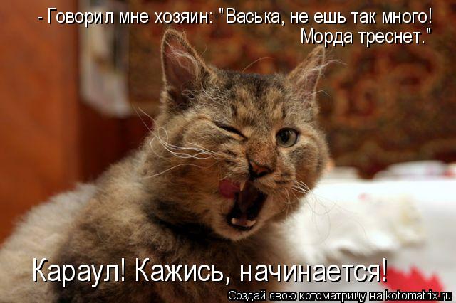 Котоматрица: - Говорил мне хозяин: "Васька, не ешь так много!  Морда треснет." Караул! Кажись, начинается!