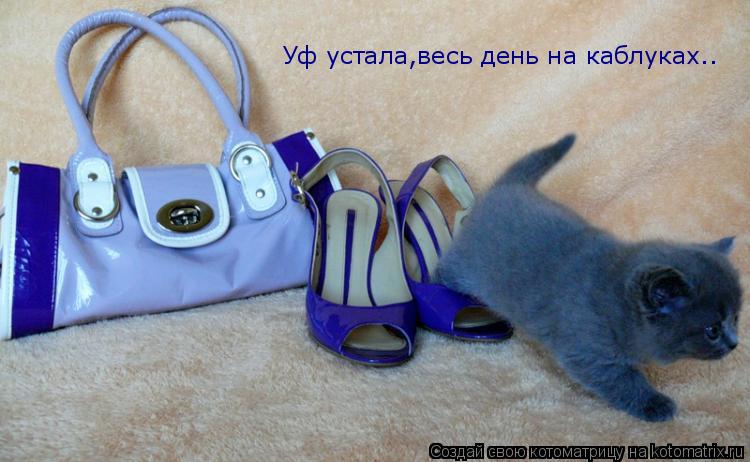 Уф устала,весь день на каблуках..... Котоматрица: Уф устала,весь день на каблуках..