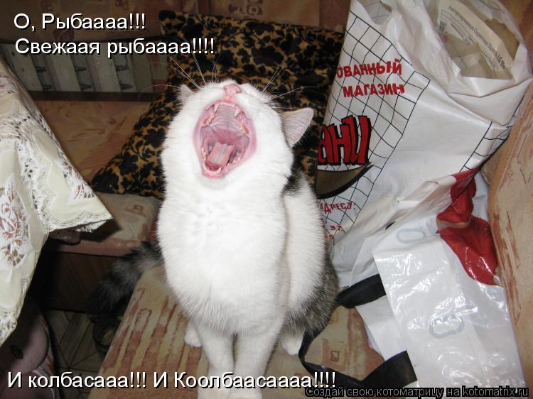 О, Рыбаааа!!! Свежаая рыбаааа!!!! И колбасааа!!! И Коолбаасаааа!!!!... Котоматрица: О, Рыбаааа!!! Свежаая рыбаааа!!!! И колбасааа!!! И Коолбаасаааа!!!!
