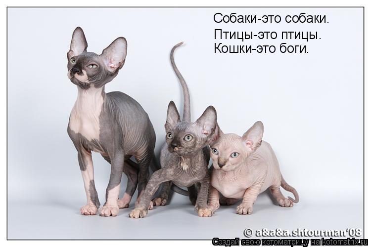 Собаки-это собаки. Птицы-это птицы. Кошки-это боги.... Котоматрица: Собаки-это собаки. Птицы-это птицы. Кошки-это боги.
