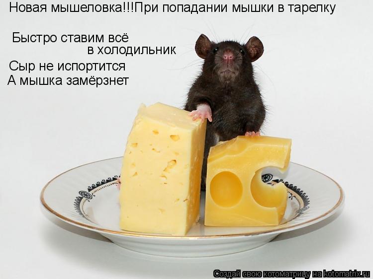Быстро ставим всё в холодильник Новая мышеловка!!!При попадании мышки в тарелку Сыр не испортится А ... Котоматрица: Быстро ставим всё в холодильник Новая мышеловка!!!При попадании мышки в тарелку Сыр не испортится А мышка замёрзнет