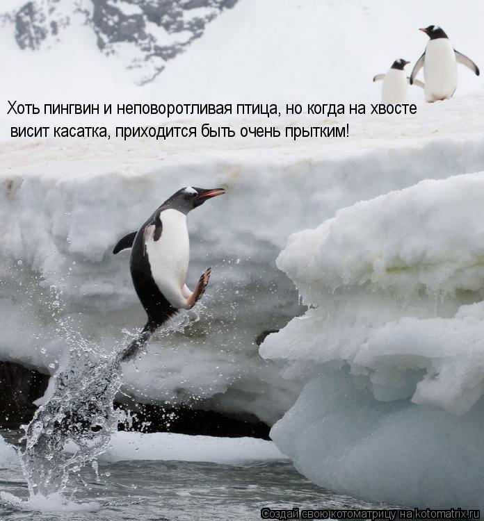 Котоматрица: Хоть пингвин и неповоротливая птица, но когда на хвосте висит касатка, приходится быть очень прытким!