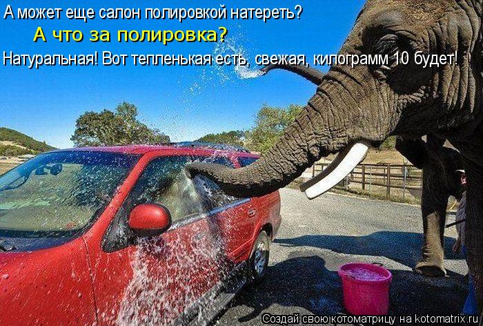 Котоматрица: А может еще салон полировкой натереть? А что за полировка? Натуральная! Вот тепленькая есть, свежая, килограмм 10 будет!