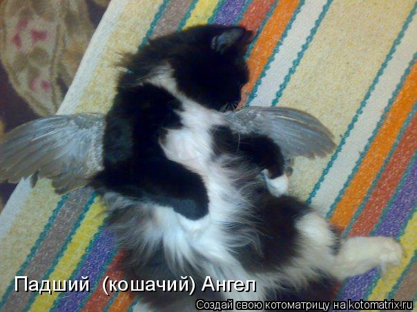 Котоматрица: Падший  (кошачий) Ангел