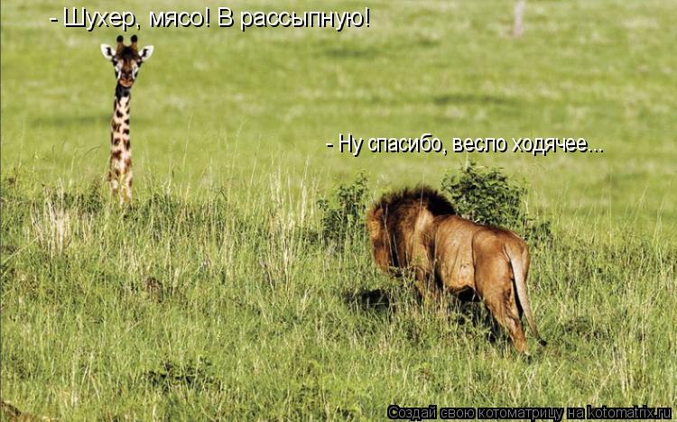 Котоматрица: - Шухер, мясо! В рассыпную! - Ну спасибо, весло ходячее...