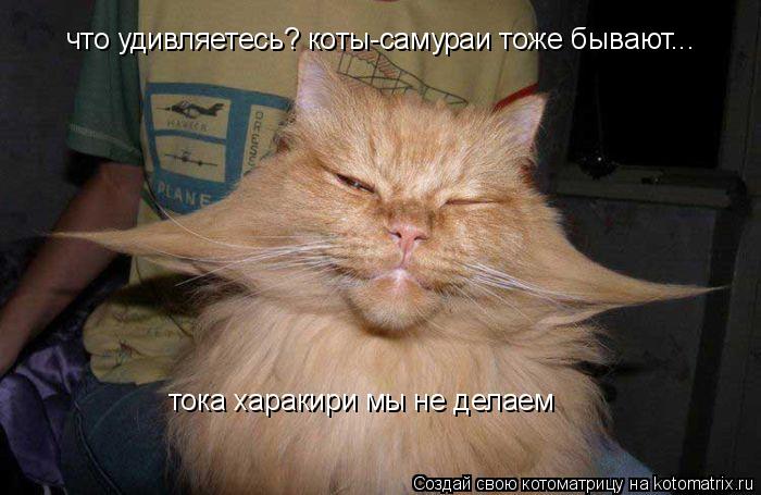 Котоматрица: что удивляетесь? коты-самураи тоже бывают... тока харакири мы не делаем