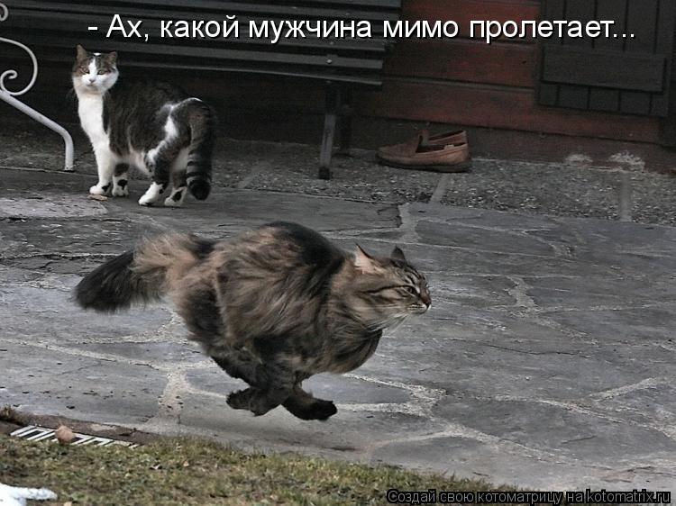 Котоматрица: - Ах, какой мужчина мимо пролетает...