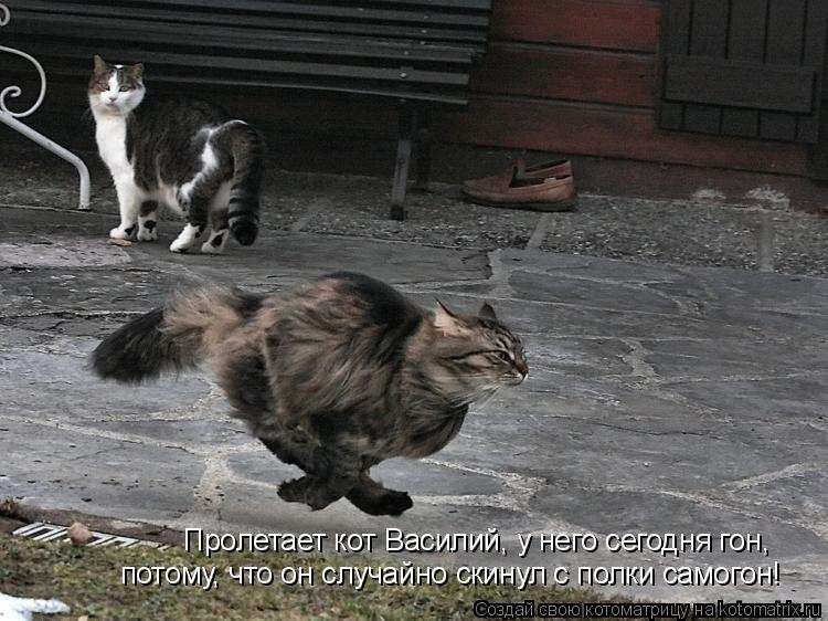 Пролетает кот Василий, у него сегодня гон, потому, что он случайно скинул с полки самогон!... Котоматрица: Пролетает кот Василий, у него сегодня гон, потому, что он случайно скинул с полки самогон!