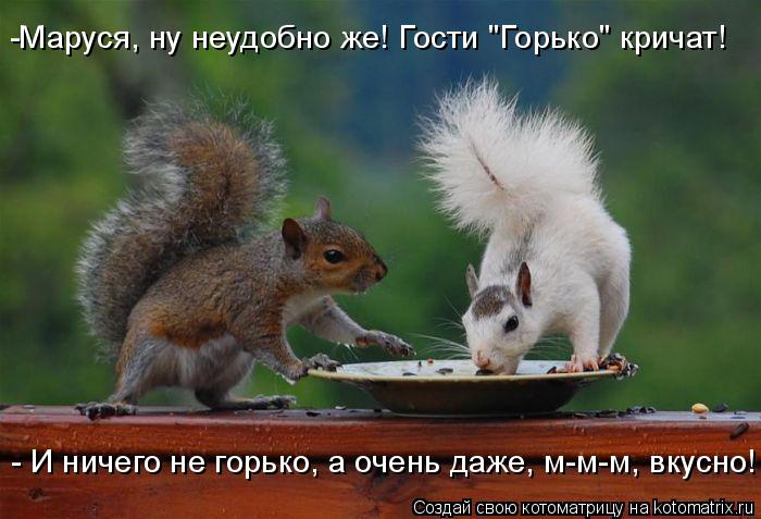 Котоматрица: -Маруся, ну неудобно же! Гости "Горько" кричат!  - И ничего не горько, а очень даже, м-м-м, вкусно!