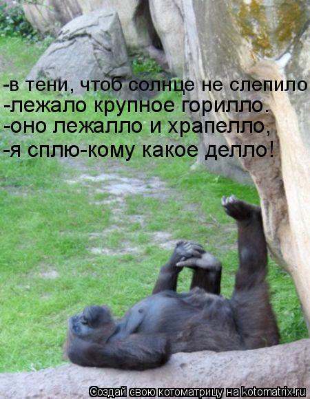 Котоматрица: -в тени, чтоб солнце не слепило, -лежало крупное горилло. -оно лежалло и храпелло, -я сплю-кому какое делло!