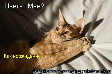 Котоматрица: Цветы! Мне?  Как неожиданно....