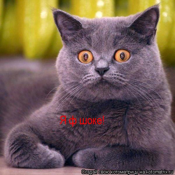 Котоматрица: Я ф шоке!
