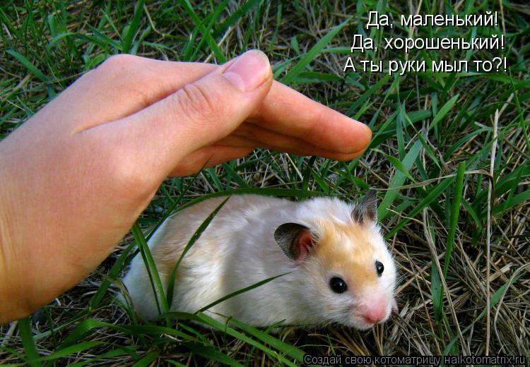 Котоматрица: Да, маленький! Да, хорошенький! А ты руки мыл то?!