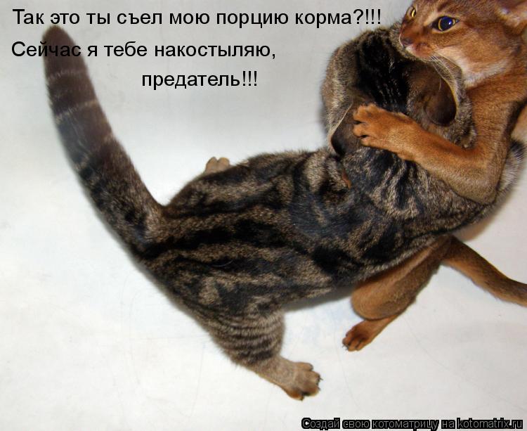 Так это ты съел мою порцию корма?!!! Сейчас я тебе накостыляю, предатель!!!... Котоматрица: Так это ты съел мою порцию корма?!!! Сейчас я тебе накостыляю, предатель!!!