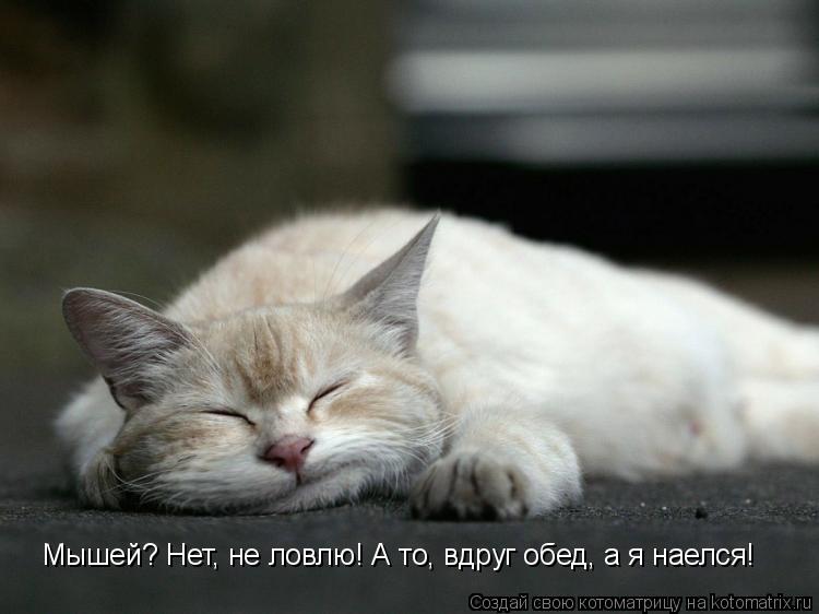 Мышей? Нет, не ловлю! А то, вдруг обед, а я наелся!... Котоматрица: Мышей? Нет, не ловлю! А то, вдруг обед, а я наелся!
