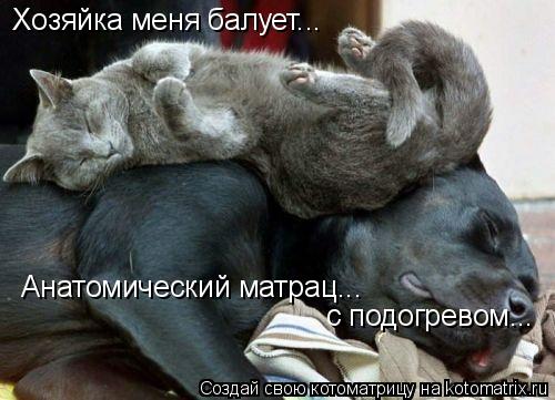 Анатомический матрац... с подогревом... Хозяйка меня балует...... Котоматрица: Анатомический матрац... с подогревом... Хозяйка меня балует...