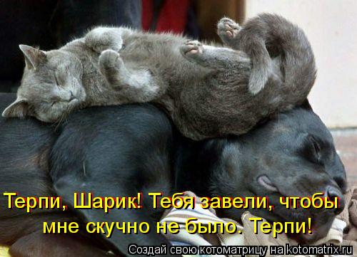 Терпи, Шарик! Тебя завели, чтобы мне скучно не было. Терпи! мне скучно не было. Терпи! Терпи, Шари... Котоматрица: Терпи, Шарик! Тебя завели, чтобы мне скучно не было. Терпи! мне скучно не было. Терпи! Терпи, Шарик! Тебя завели, чтобы