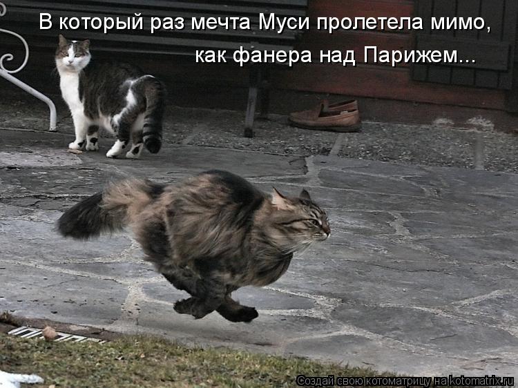 Котоматрица: В который раз мечта Муси пролетела мимо,  как фанера над Парижем...