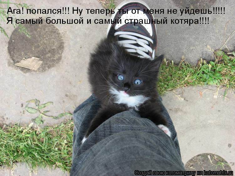Котоматрица: Ага! попался!!! Ну теперь ты от меня не уйдешь!!!!! Я самый большой и самый страшный котяра!!!!