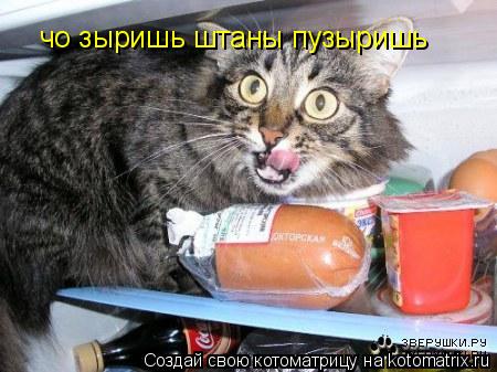чо зыришь штаны пузыришь... Котоматрица: чо зыришь штаны пузыришь