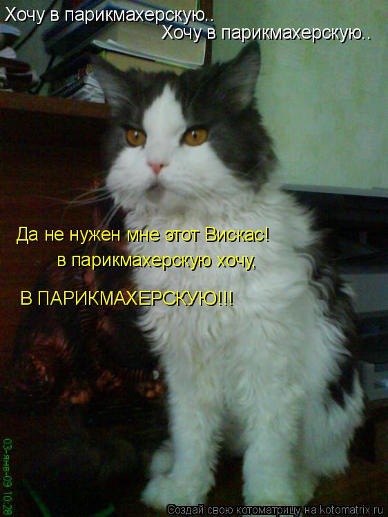 Хочу в парикмахерскую.. Хочу в парикмахерскую.. Да не нужен мне этот Вискас! в парикмахерскую хочу, ... Котоматрица: Хочу в парикмахерскую.. Хочу в парикмахерскую.. Да не нужен мне этот Вискас! в парикмахерскую хочу, В ПАРИКМАХЕРСКУЮ!!!