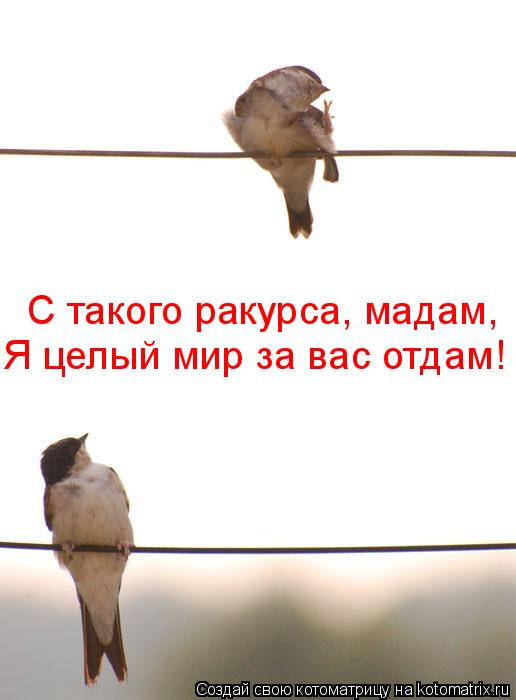 Котоматрица: С такого ракурса, мадам,  Я целый мир за вас отдам!