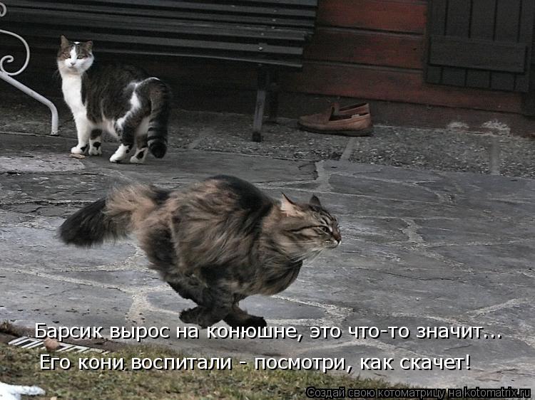 Котоматрица: Барсик вырос на конюшне, это что-то значит... Его кони воспитали - посмотри, как скачет!